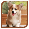 Dog and cute puppies