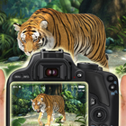 Safari Wild Animal Photography icon