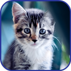 Cute Cats HD LWP HD. ไอคอน