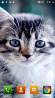 Cute Cats HD LWP HD. الملصق