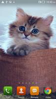 Cute Cats HD LWP HD. captura de pantalla 3