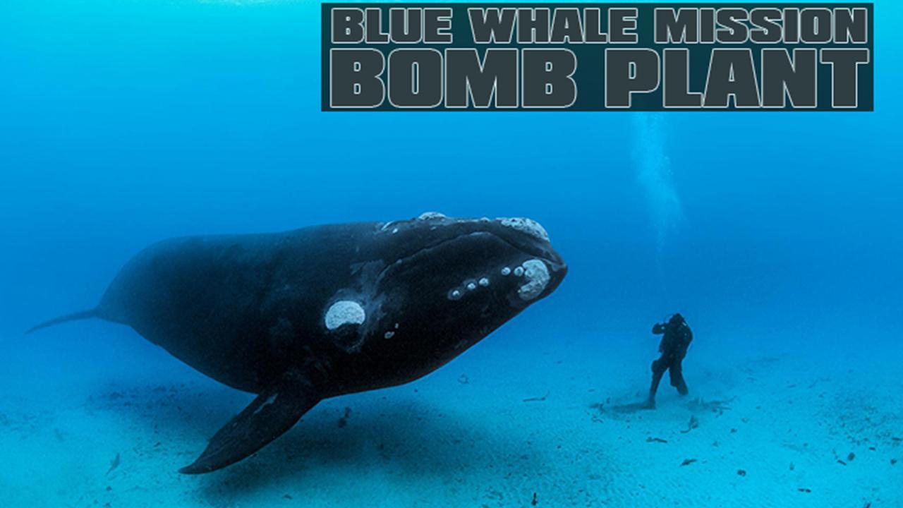 Blue Whale Mission Bomb Plant For Android Apk Download - plant bomb roblox