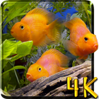 Aquarium 4K Live Wallpaper-icoon