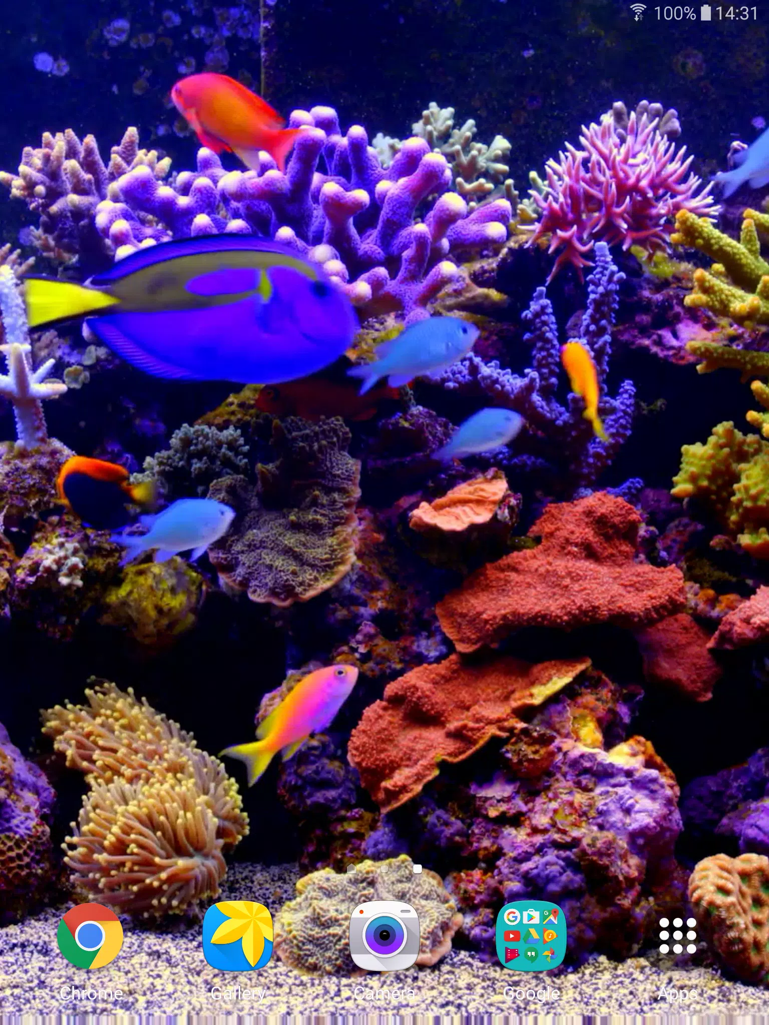 Android向けの水族館ビデオライブ壁紙 Apkをダウンロードしましょう