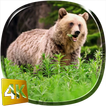 Bear 4K Live Wallpaper