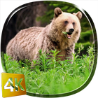 Bear 4K Live Wallpaper icône