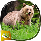 Bear 4K Live Wallpaper icône