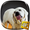 Dog Licks Screen 4K LWP