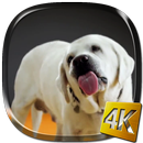 Dog Licks Screen 4K LWP APK