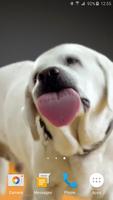 Dog Licks Screen 4K LWP اسکرین شاٹ 2