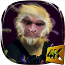 Dance Monkey 4K Live Wallpaper APK