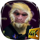Dance Monkey 4K Live Wallpaper icon