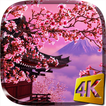 사쿠라 라이브 배경 화면