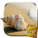 Sea Shell 4K Live Wallpaper APK