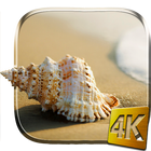 Sea Shell 4K Live Wallpaper icône