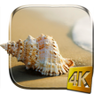 Sea Shell 4K Live Wallpaper