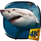 Hai 4K Live-Hintergründe Zeichen