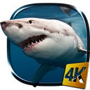 Shark 4K Live Wallpaper-APK