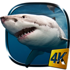 Requin 4K Fond d'écran animé icône