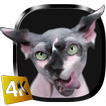 Sphynx Cat Live Wallpaper