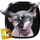 Sphynx Cat Live Wallpaper آئیکن