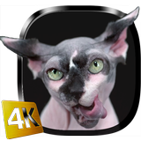 Sphynx Cat Live Wallpaper ikona