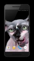 Sphynx Cat Live Wallpaper تصوير الشاشة 1