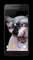 Sphynx Cat Live Wallpaper تصوير الشاشة 2