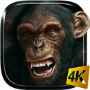 Talking Monkey Live Wallpaper APK