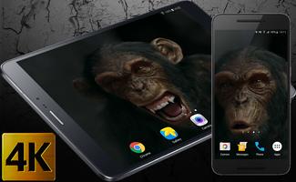 Talking Monkey Live Wallpaper পোস্টার