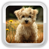 Animal Games APK