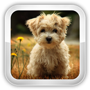 Animal Games APK