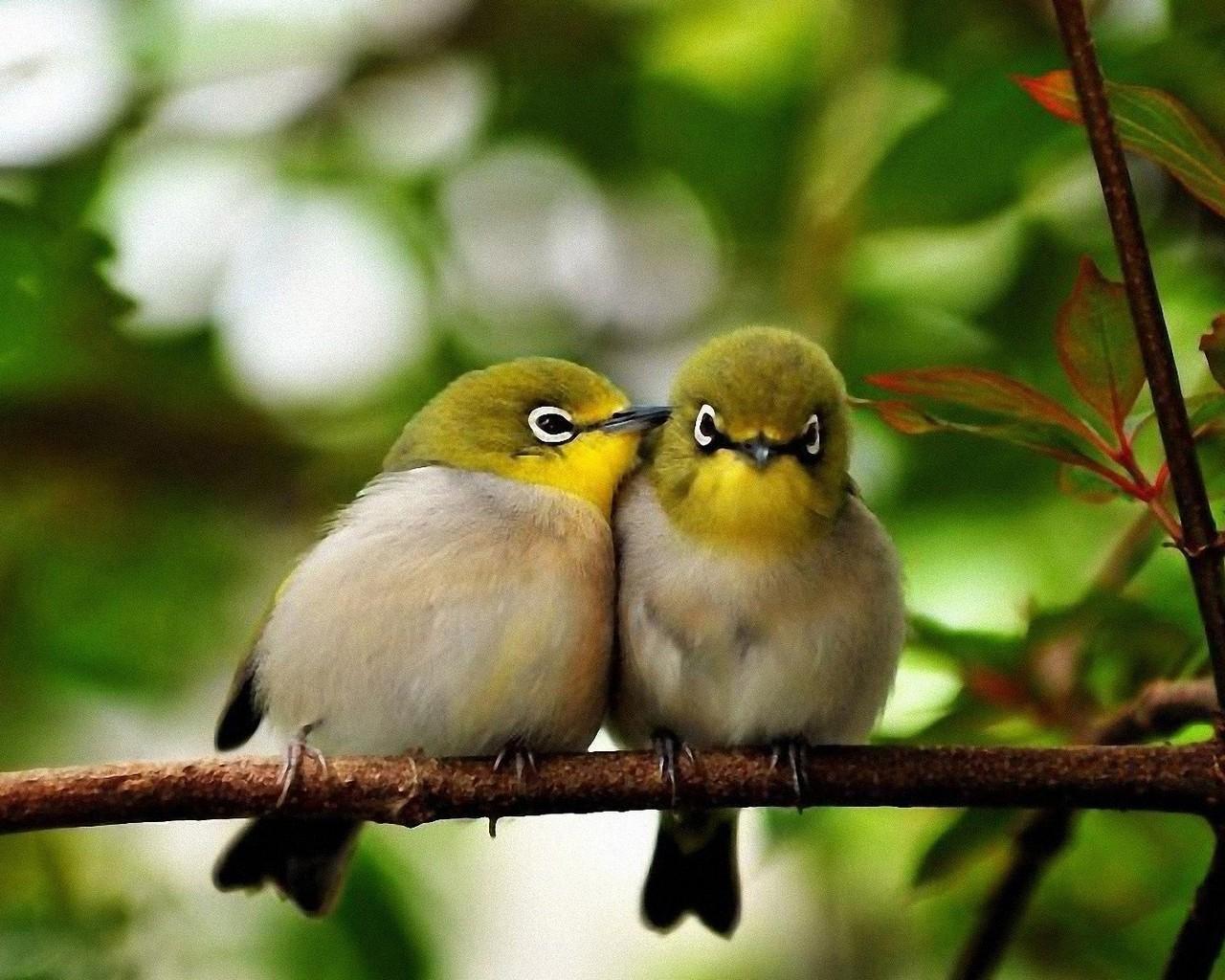 Птица любовь текст. Природа птицы. Птица на ветке. Две птички.