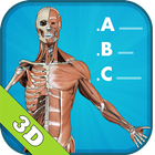 3D Human Anatomy Quiz icône