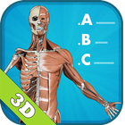 3D Human Anatomy Quiz 图标