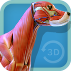 Visual Canine Anatomy 3D - lea icône