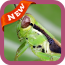 Grasshopper Wallpaper APK