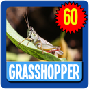 Grasshopper Wallpaper HD APK