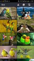 3 Schermata Beautiful Bird Wallpapers