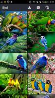 Beautiful Bird Wallpapers capture d'écran 1