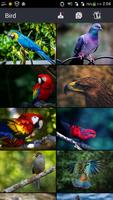 2 Schermata Beautiful Bird Wallpapers