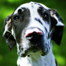 great dane live wallpaper APK