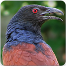 Greater Coucal Call : Greater Coucal Sound APK