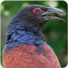 Greater Coucal Call : Greater Coucal Sound icône