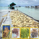 Collagen Rumpai Laut APK