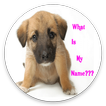 CUTE GIRL DOG NAMES APP 2020