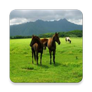 HOW TO TRAIN A HORSE EASILY FOR 2020 APK