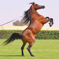 Great Horse
