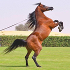 Great Horse icône
