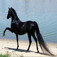 Great Horse 스크린샷 1